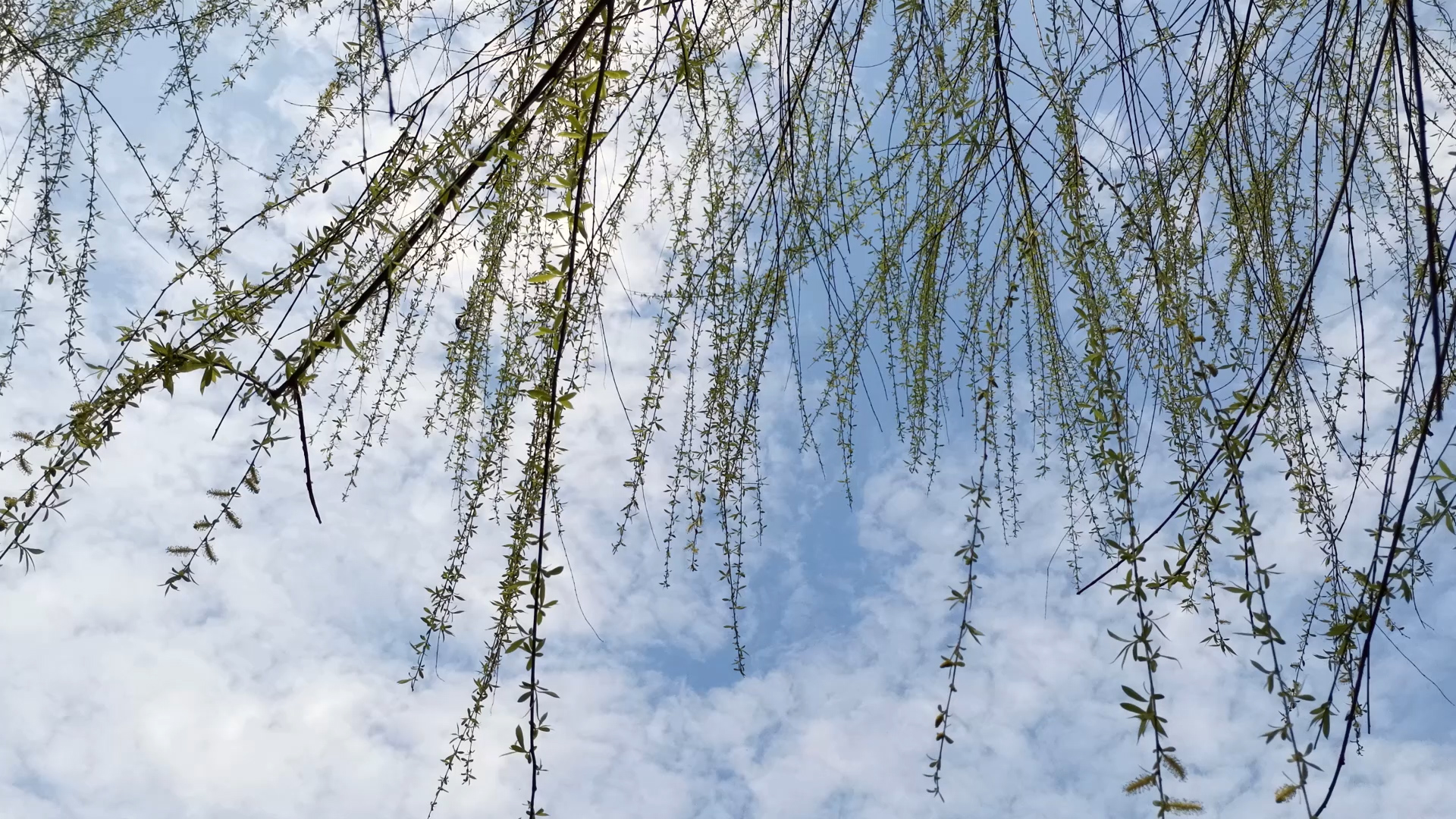 1080P实拍春天柳树新芽视频的预览图