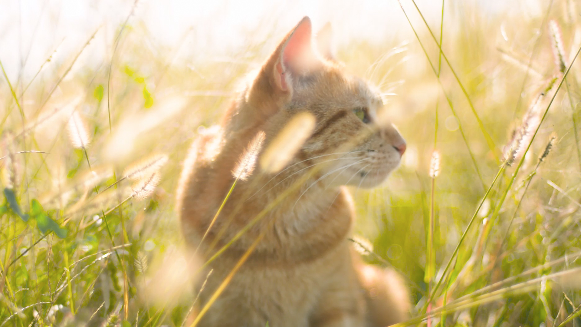 1080P唯美可爱小猫咪草丛玩耍实拍视频的预览图