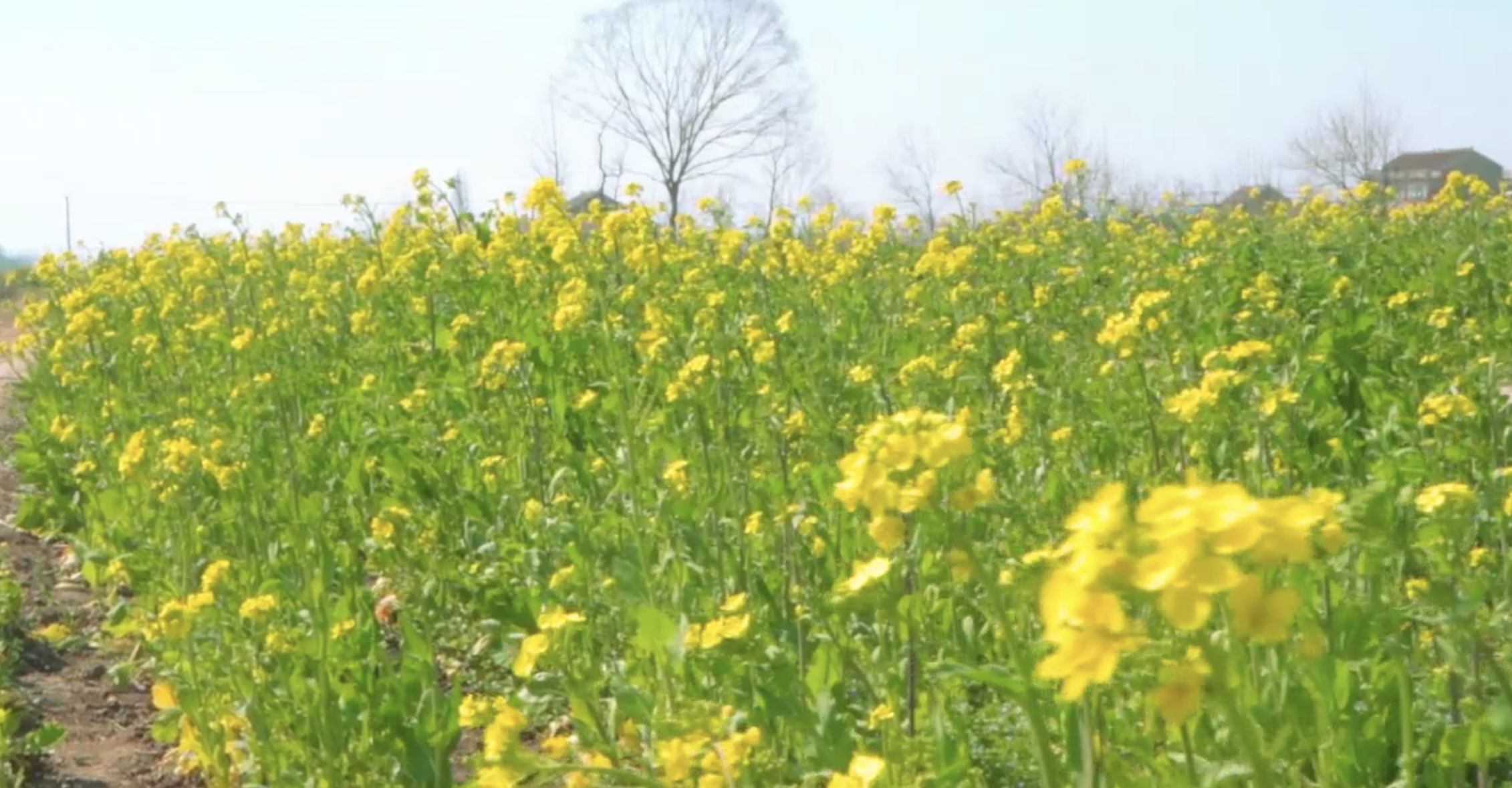 1080p农村油菜花实拍视频的预览图