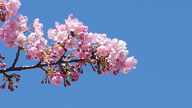 1080P日本红色樱花唯美实拍视频视频的预览图