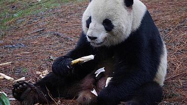 1080P国宝大熊猫进食视频的预览图