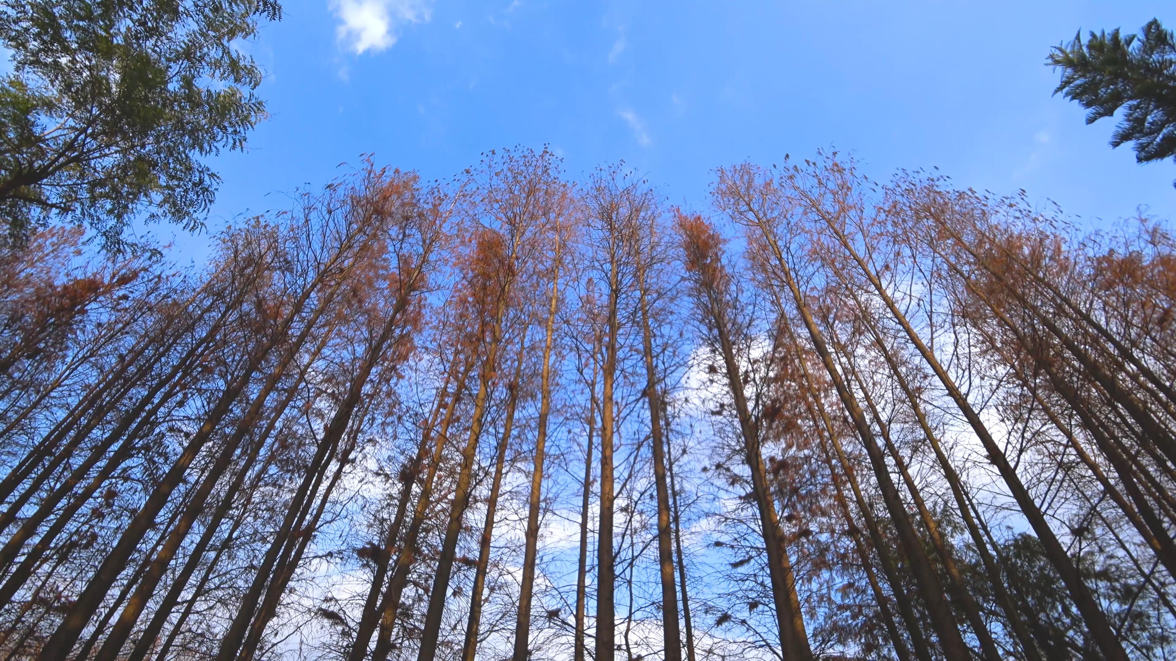 延时树林蓝天白云树被风吹动视频的预览图