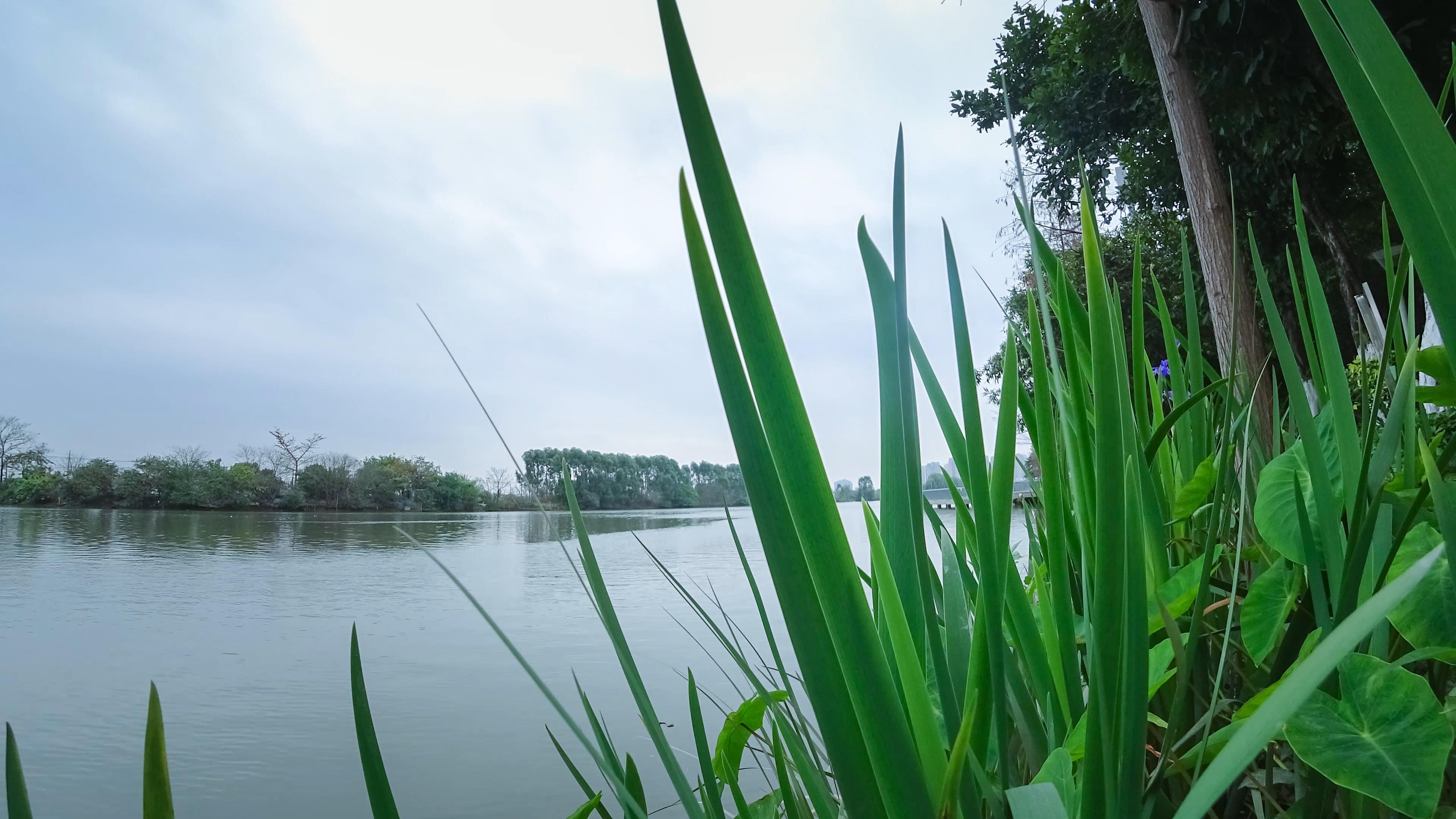 延时春天夏天江河边小草视频的预览图