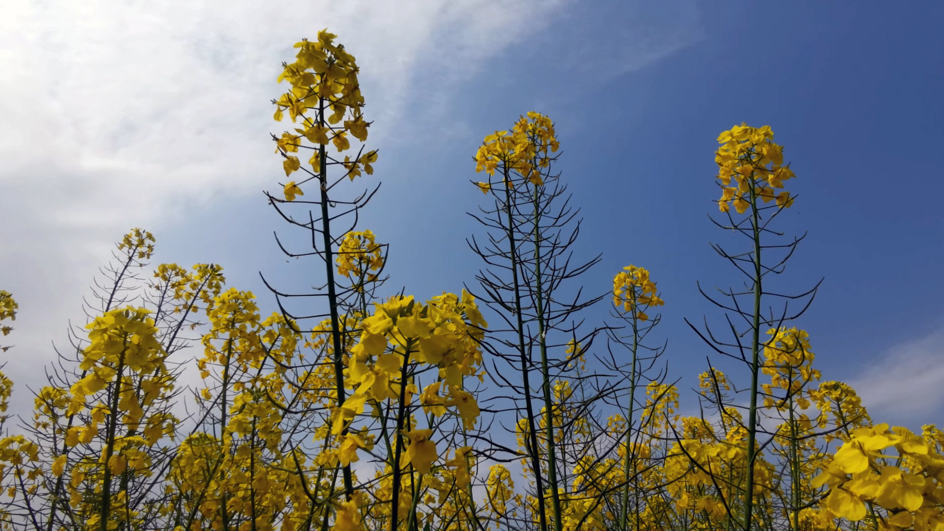 1080P实拍蓝天下的油菜花蜜蜂视频的预览图
