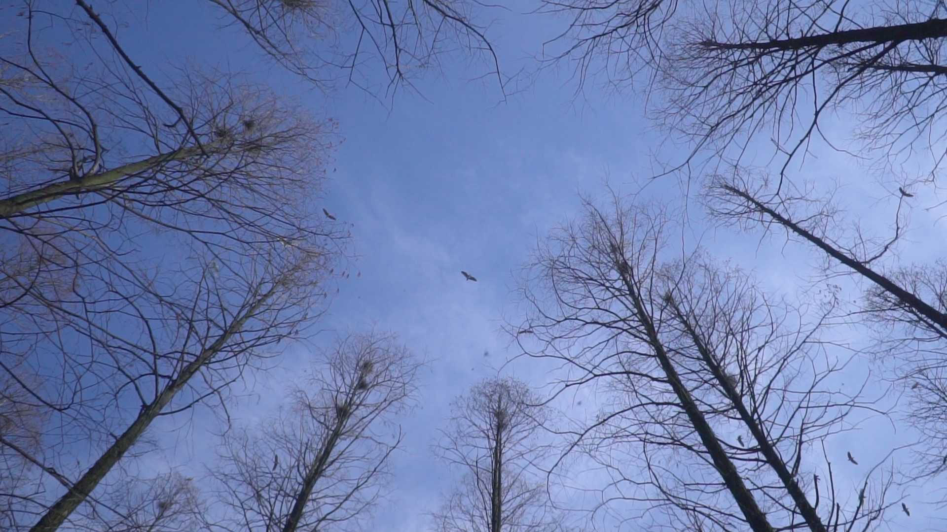 1080P树林春天鸟类视频的预览图
