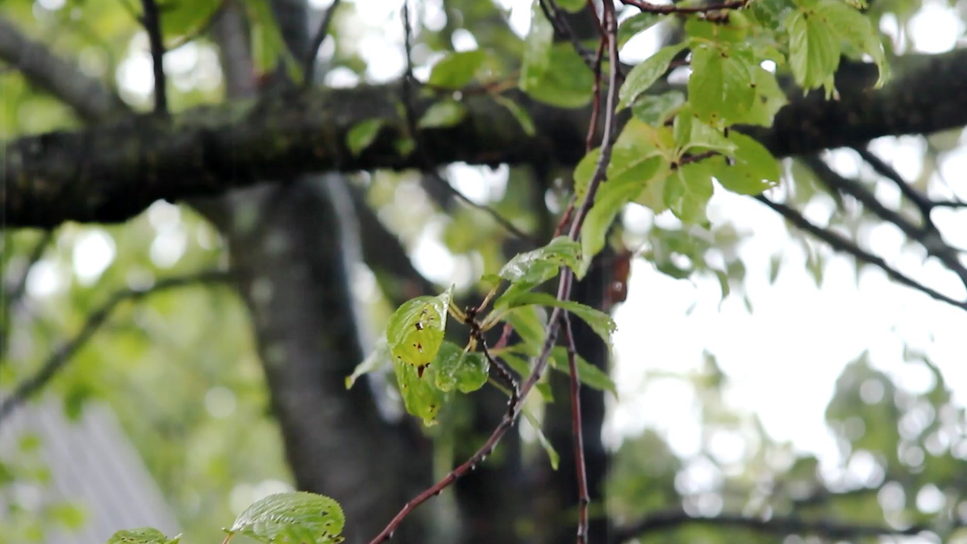 1080P下雨天树木树叶雨水实拍视频视频的预览图