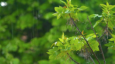 4k春雨细雨绵绵绿色萌芽树叶视频视频的预览图