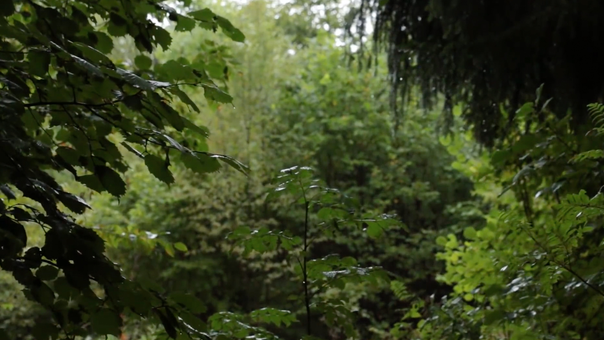 1080p雨天下雨唯美树叶森林实拍视频视频的预览图