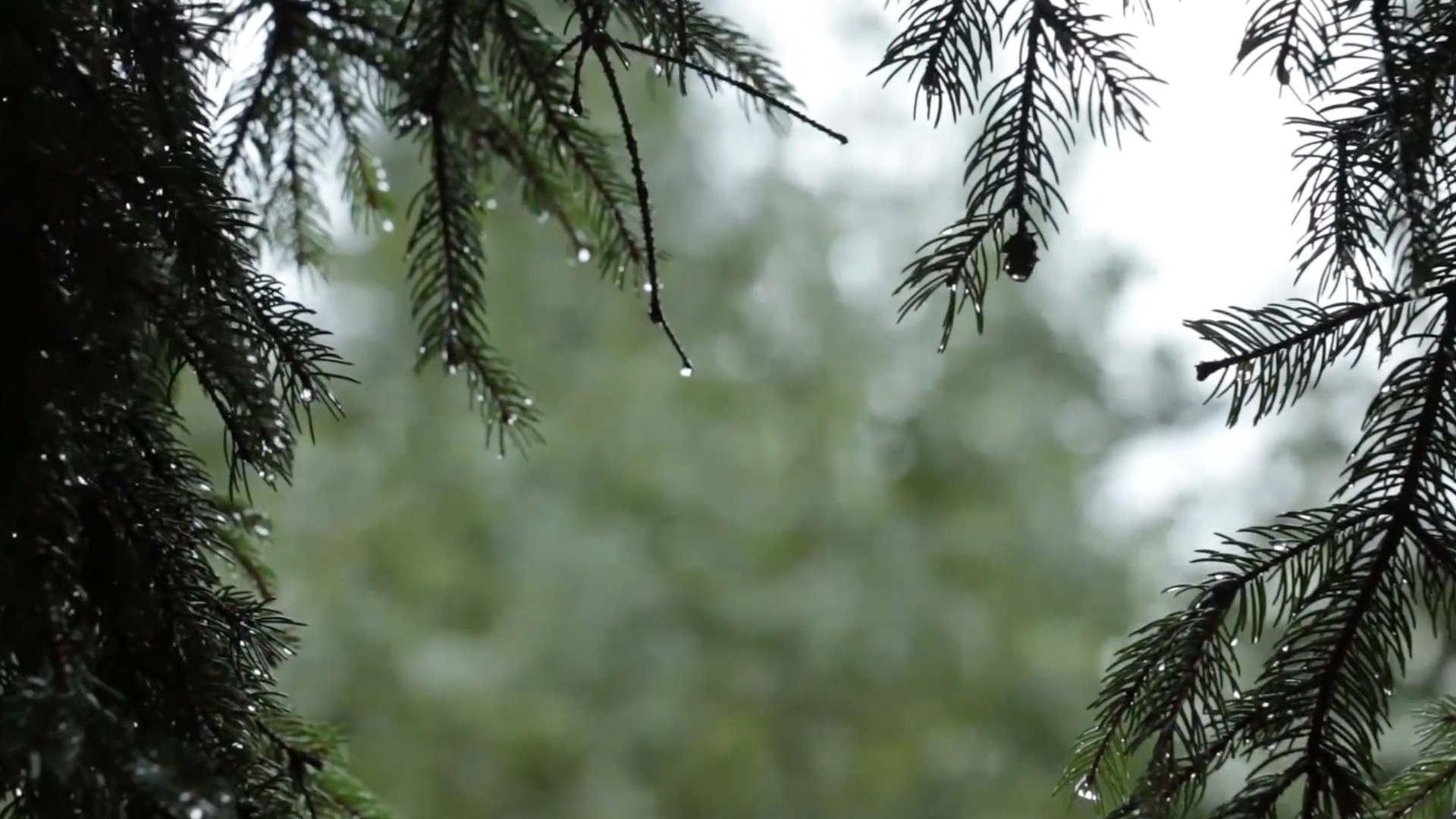 1080p春天下雨树木滴水雨天视频视频的预览图