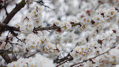 4k白色桃花实拍视频视频的预览图