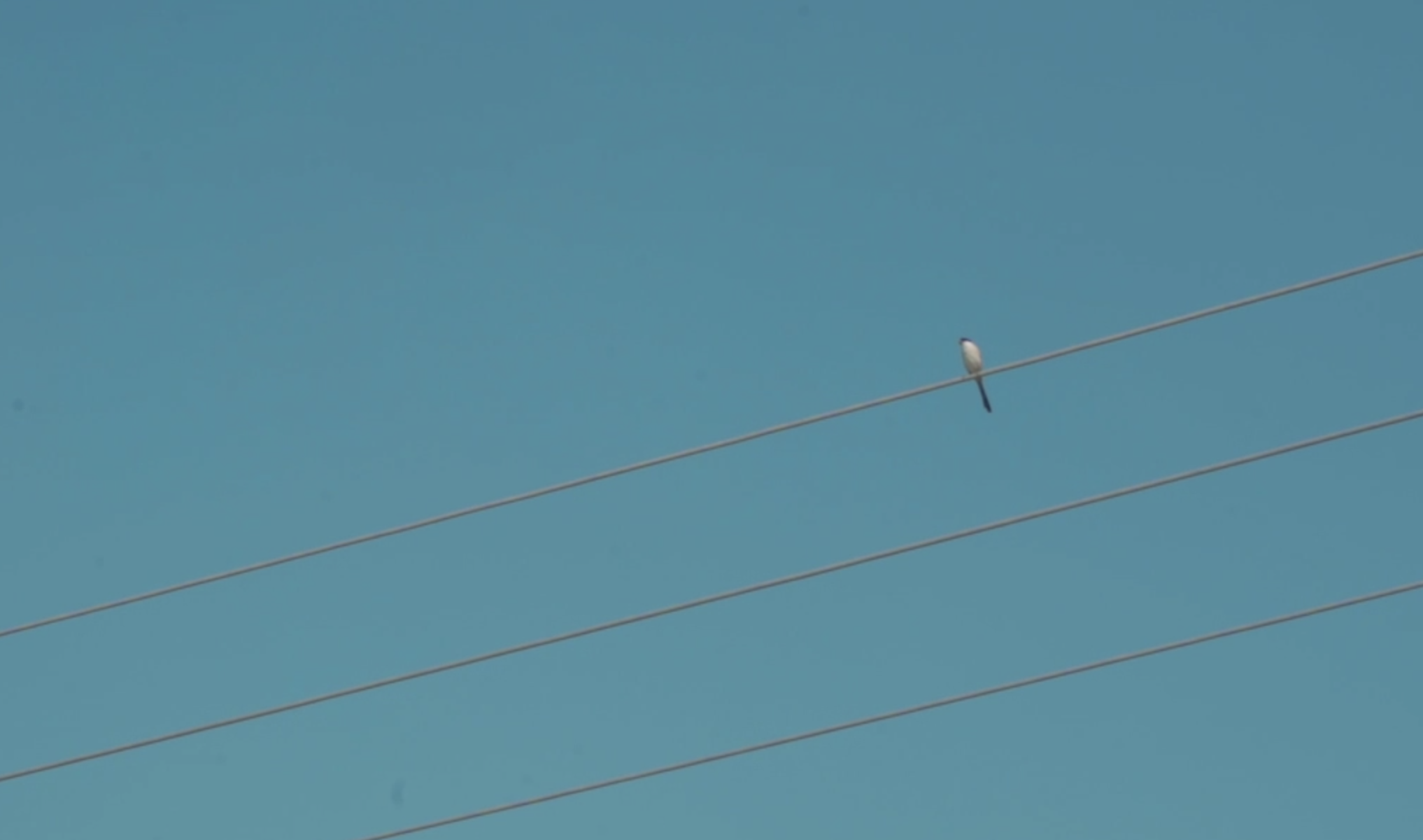 1080p农村电线杆小鸟实拍视频的预览图