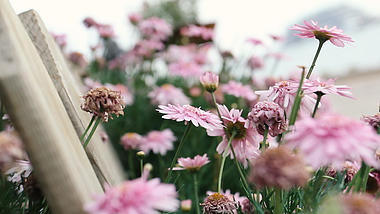 春天的风景之粉色的雏菊视频的预览图