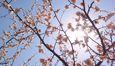 1080p山上樱花实拍视频的预览图