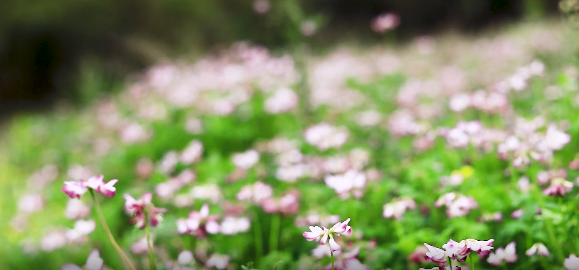 春天田野里的野花实拍视频的预览图