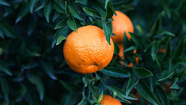 4k实拍挂在枝上的新鲜水果橙子视频的预览图