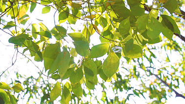 1080升格阳光树林树叶通透视频的预览图