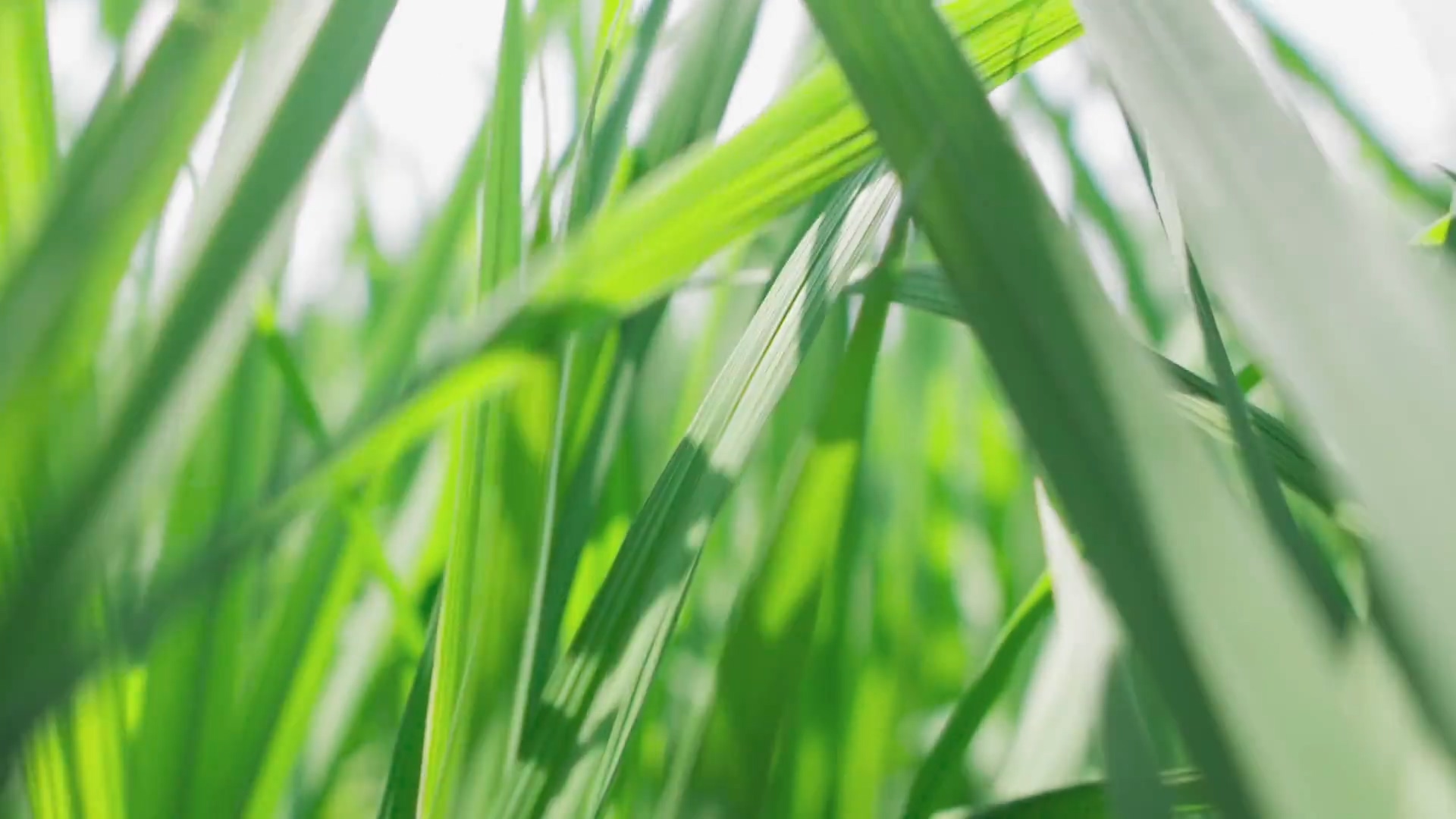 4K实拍穿梭春天绿荫草丛视频的预览图