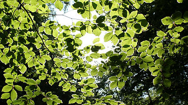 1080p绿色树叶阳光照射唯美视频视频的预览图