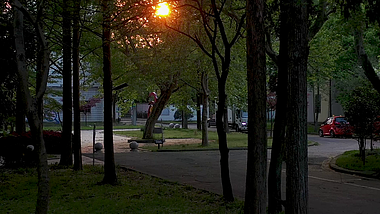 1080P清晨树林里的第一缕阳光视频的预览图
