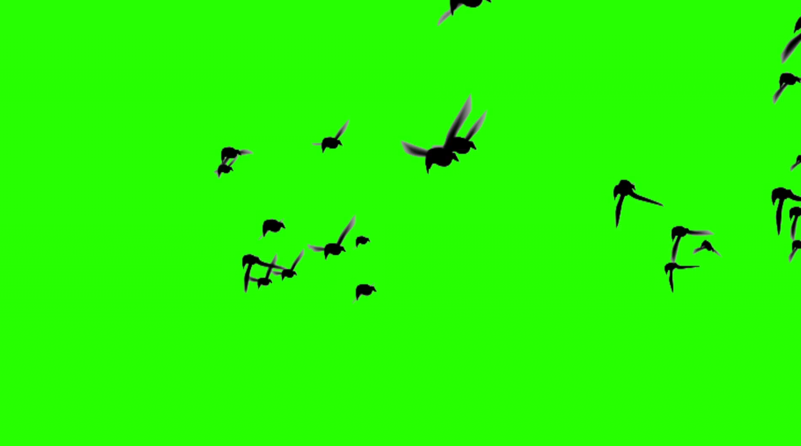 鸟飞翔效果展示绿布绿幕抠像电影效果展示视频的预览图