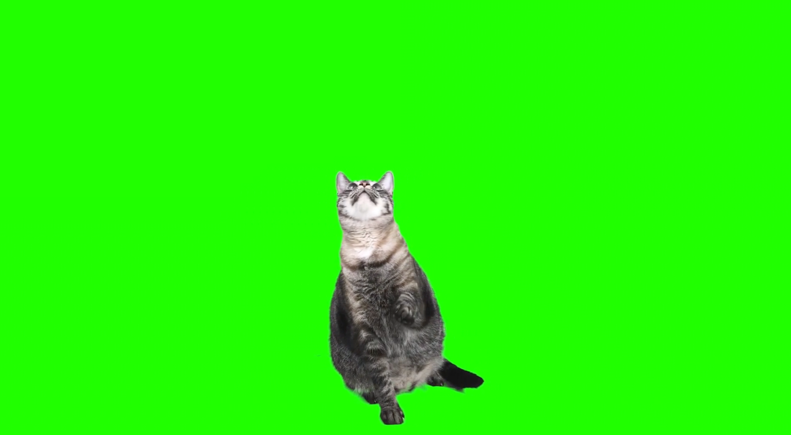 真实效果小猫站立电影抠像绿布绿幕效果展示视频的预览图