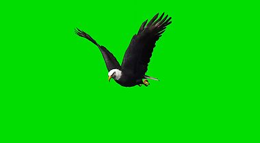 大鹰老鹰飞翔效果真实绿幕绿布抠像背景展示视频的预览图