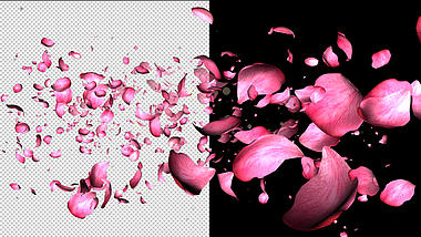 三维玫瑰花瓣划过转场视频的预览图
