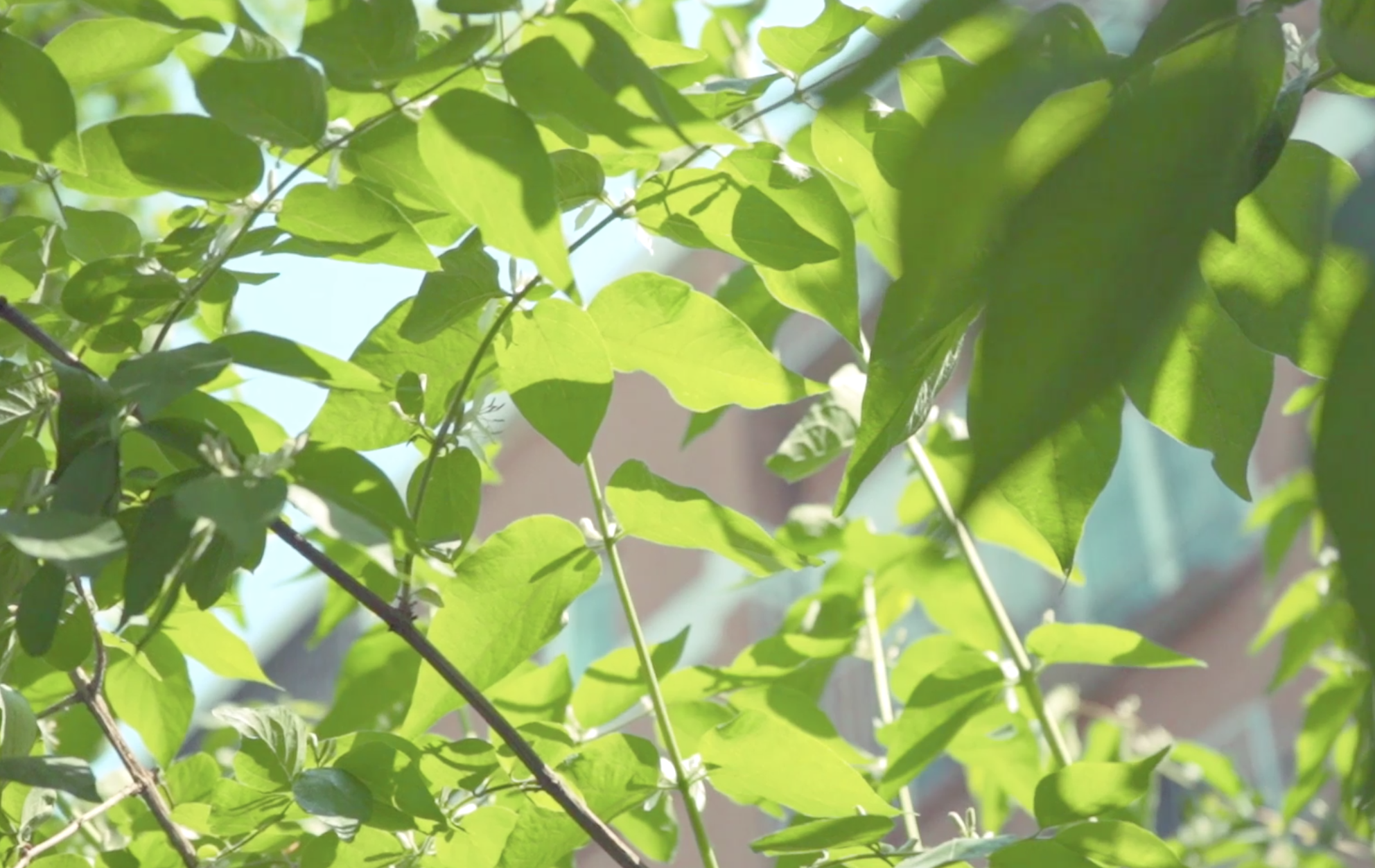 1080p风景逆光唯美树叶实拍视频的预览图