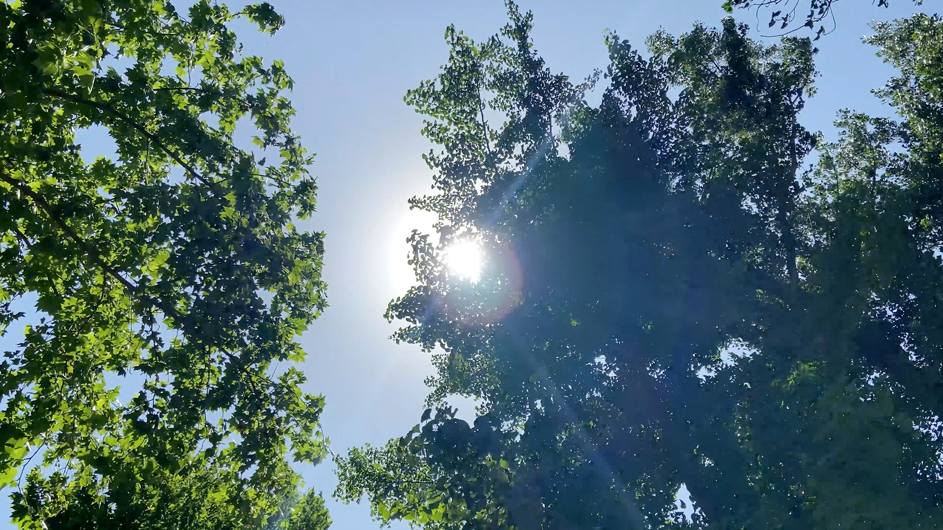 4k实拍唯美仰拍树叶太阳光芒视频视频的预览图