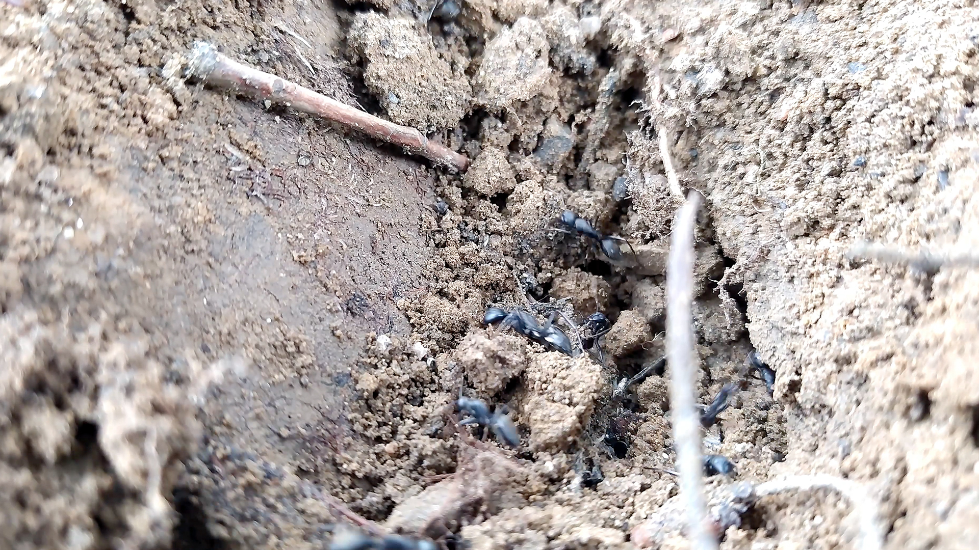 4k实拍土里面的蚂蚁搬家找食物视频的预览图
