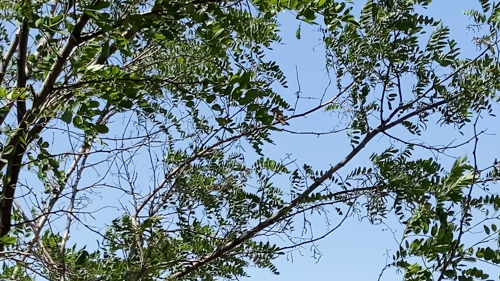4k实拍树上树叶飘动小鸟栖息视频视频的预览图