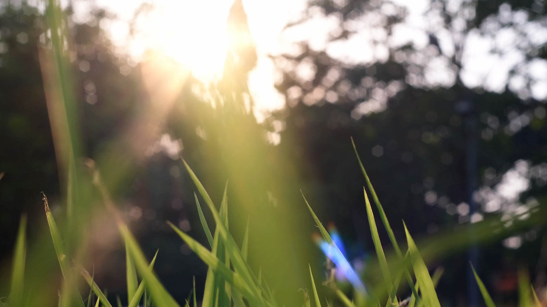4k实拍唯美草丛草叶阳光照射视频视频的预览图