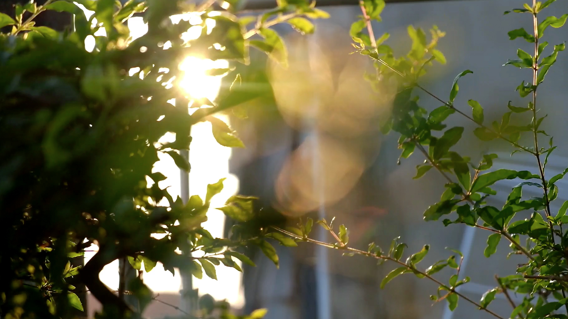 4k实拍夕阳下石榴树透光景色视频视频的预览图