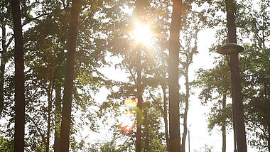 1080p实拍公园树林透光阳光景色视频视频的预览图
