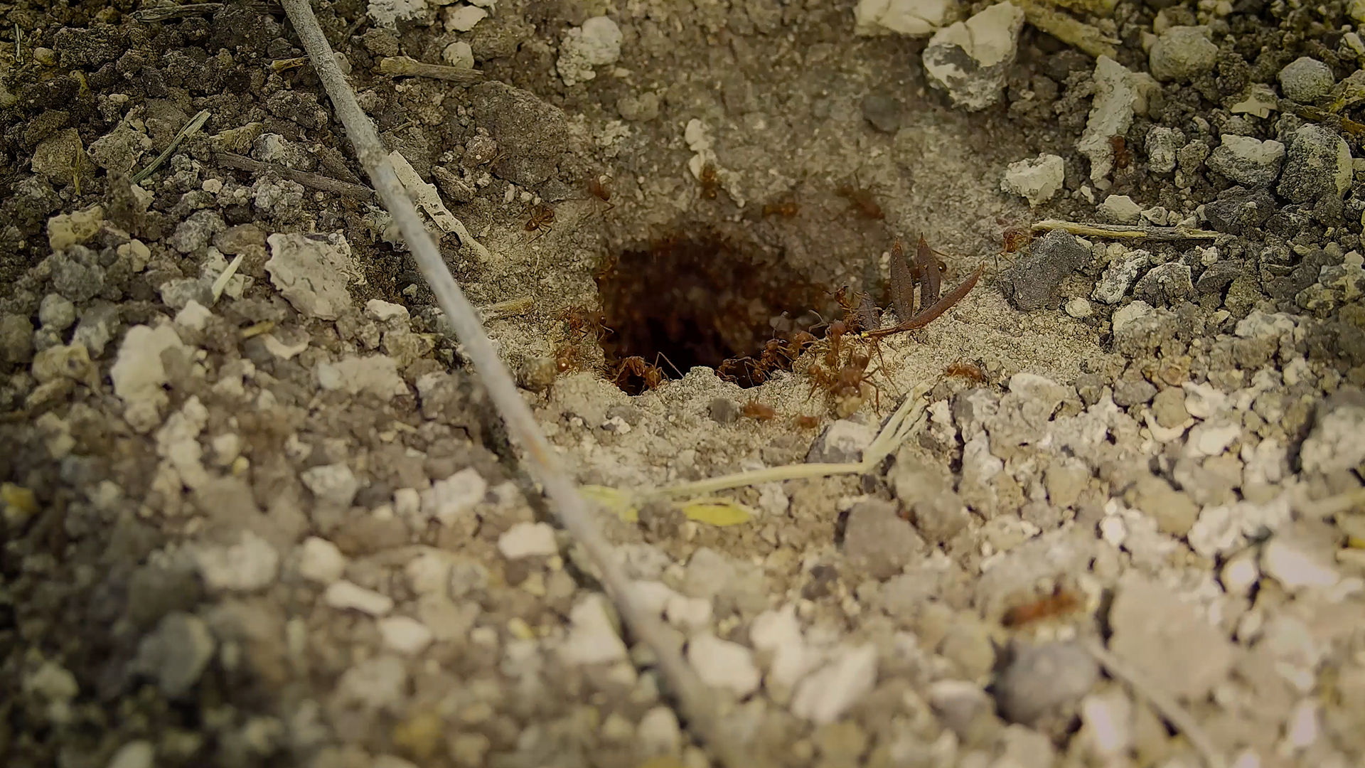 4k实拍蚂蚁洞穴一群蚂蚁爬来爬去视频的预览图