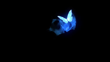 唯美光效粒子蝴蝶元素带通道视频的预览图