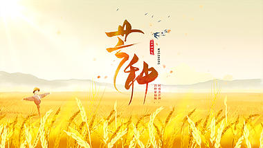 二十四节气芒种金色稻田稻草人片头ae模板视频的预览图