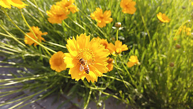 4k实拍小蜜蜂采蜜在花丛中景色视频素材视频的预览图