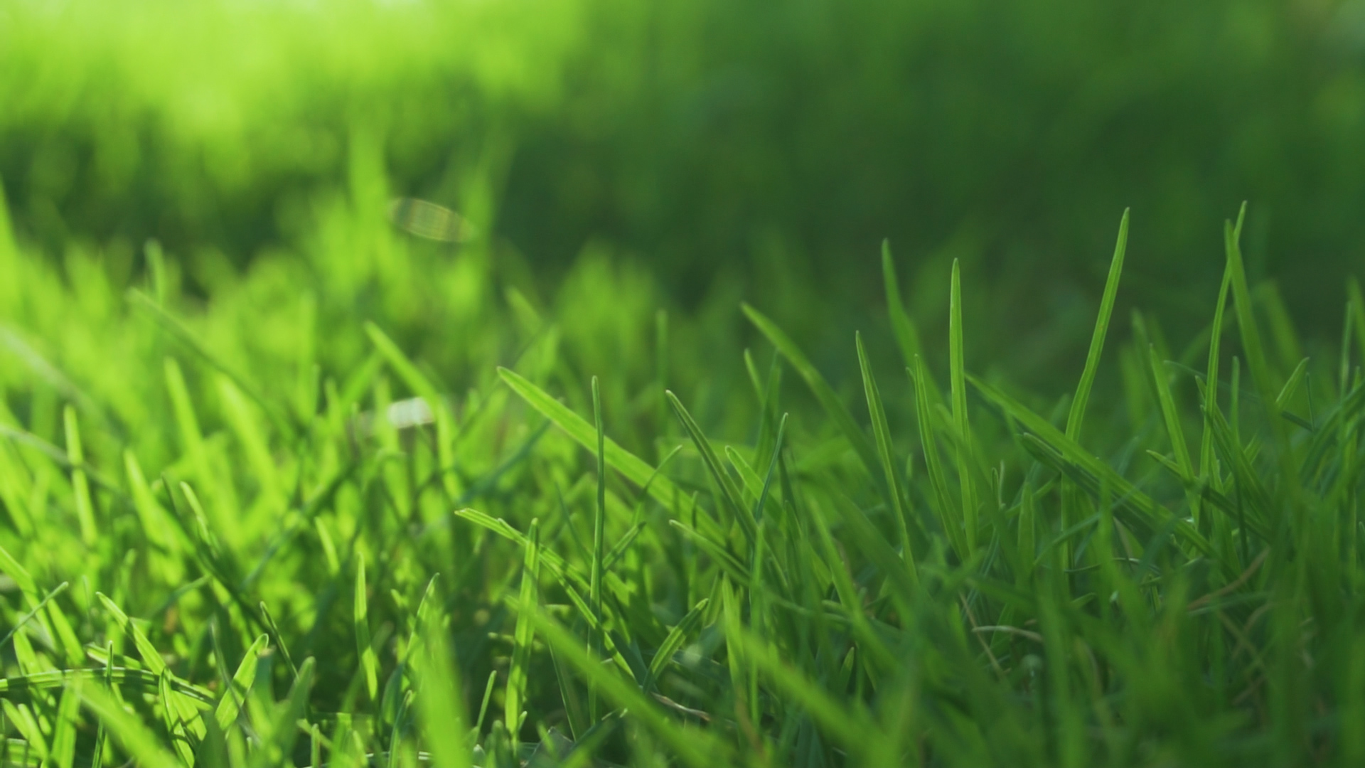 1080P升格阳光通透植物小草草地实拍视频的预览图