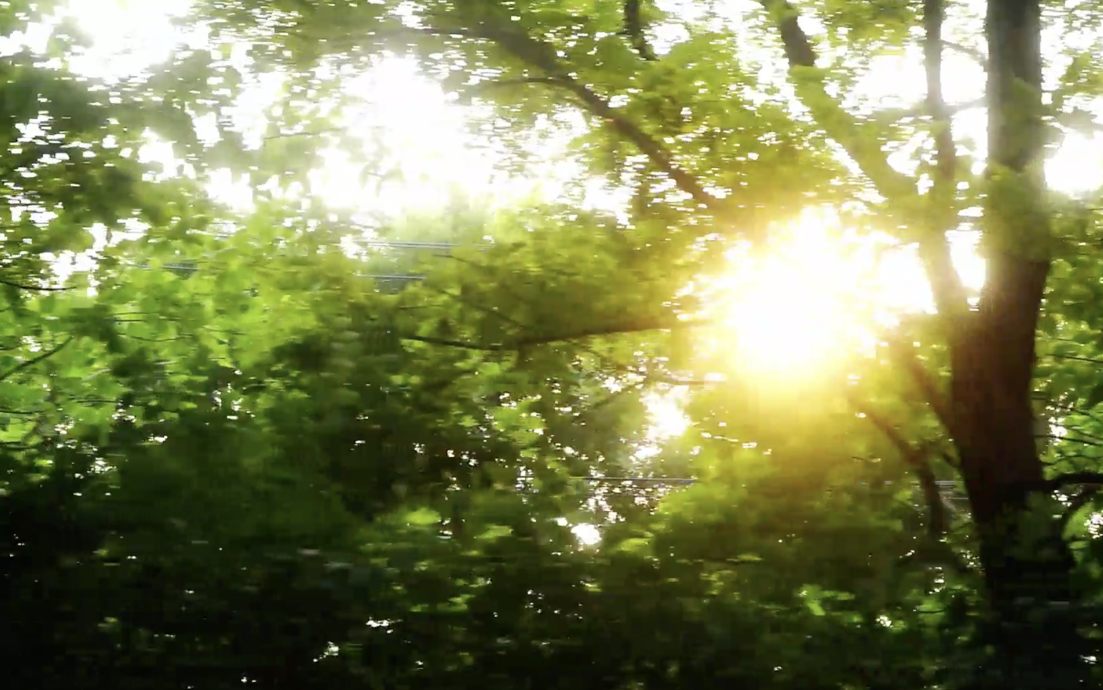1080p阳光穿越树林实拍视频的预览图