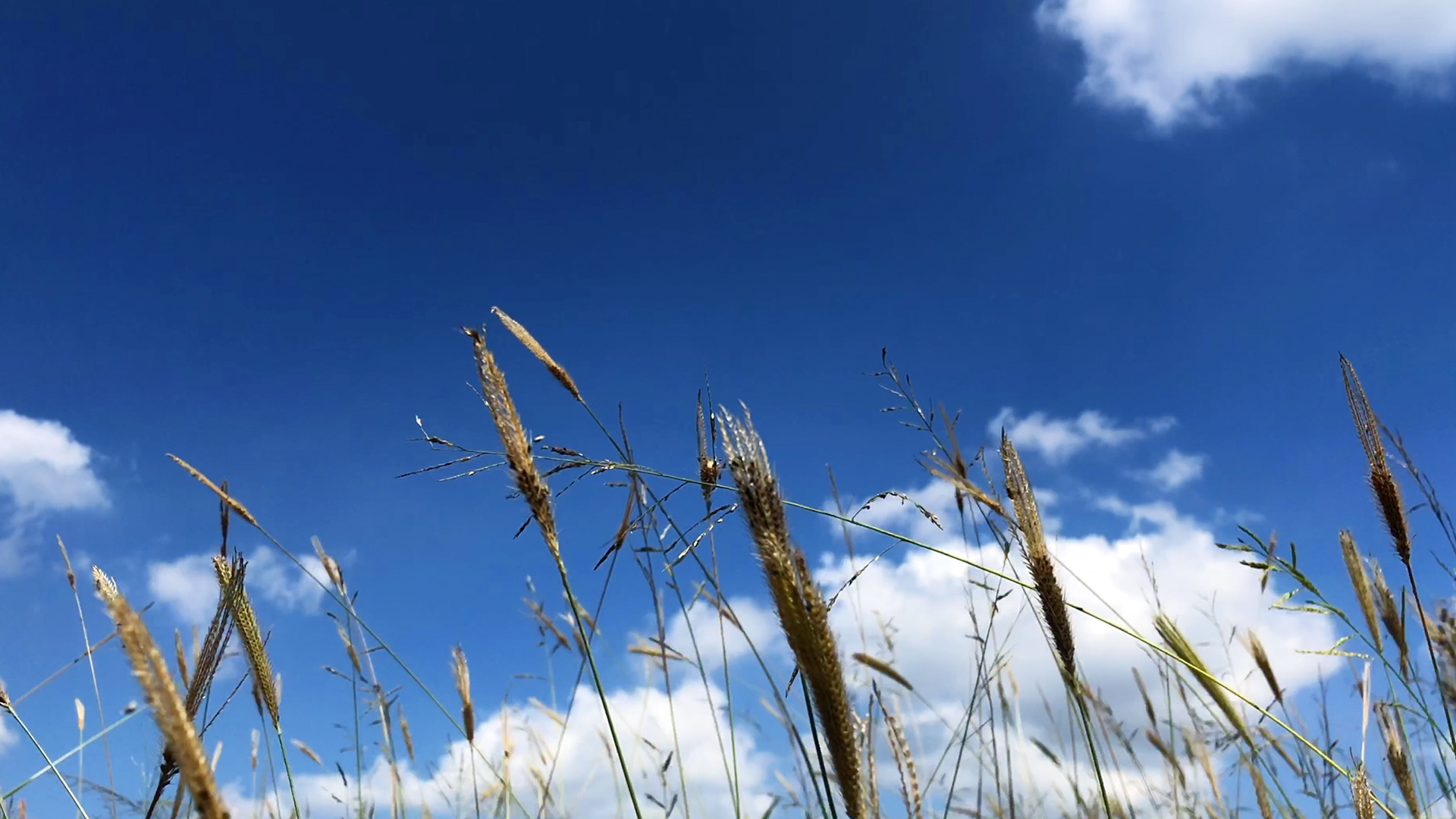 4k实拍唯美蓝天白云野草风吹动视频视频的预览图