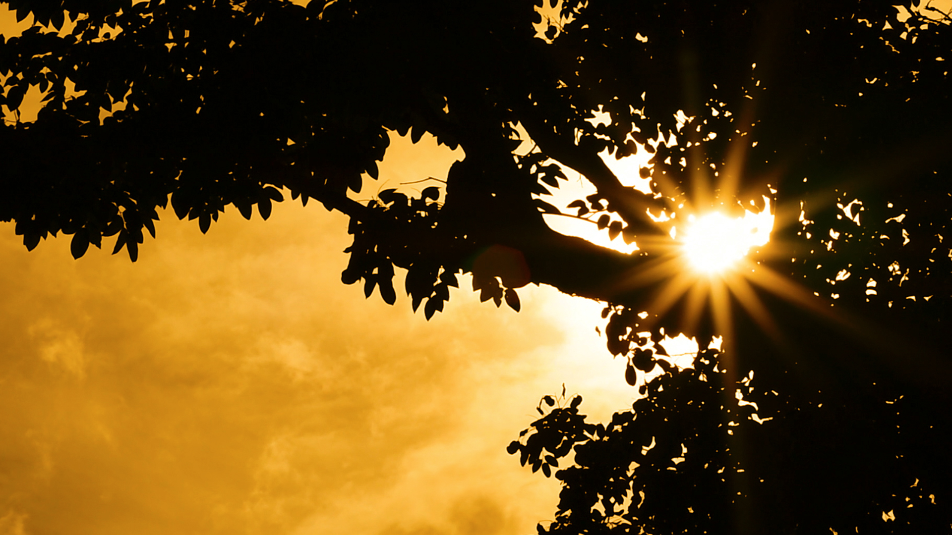 4k实拍唯美夕阳阳光照射树木树叶视频视频的预览图
