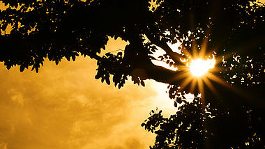 4k实拍唯美夕阳阳光照射树木树叶视频视频的预览图