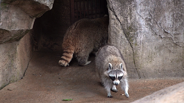 1080P高帧率动物园里的可爱小浣熊视频的预览图