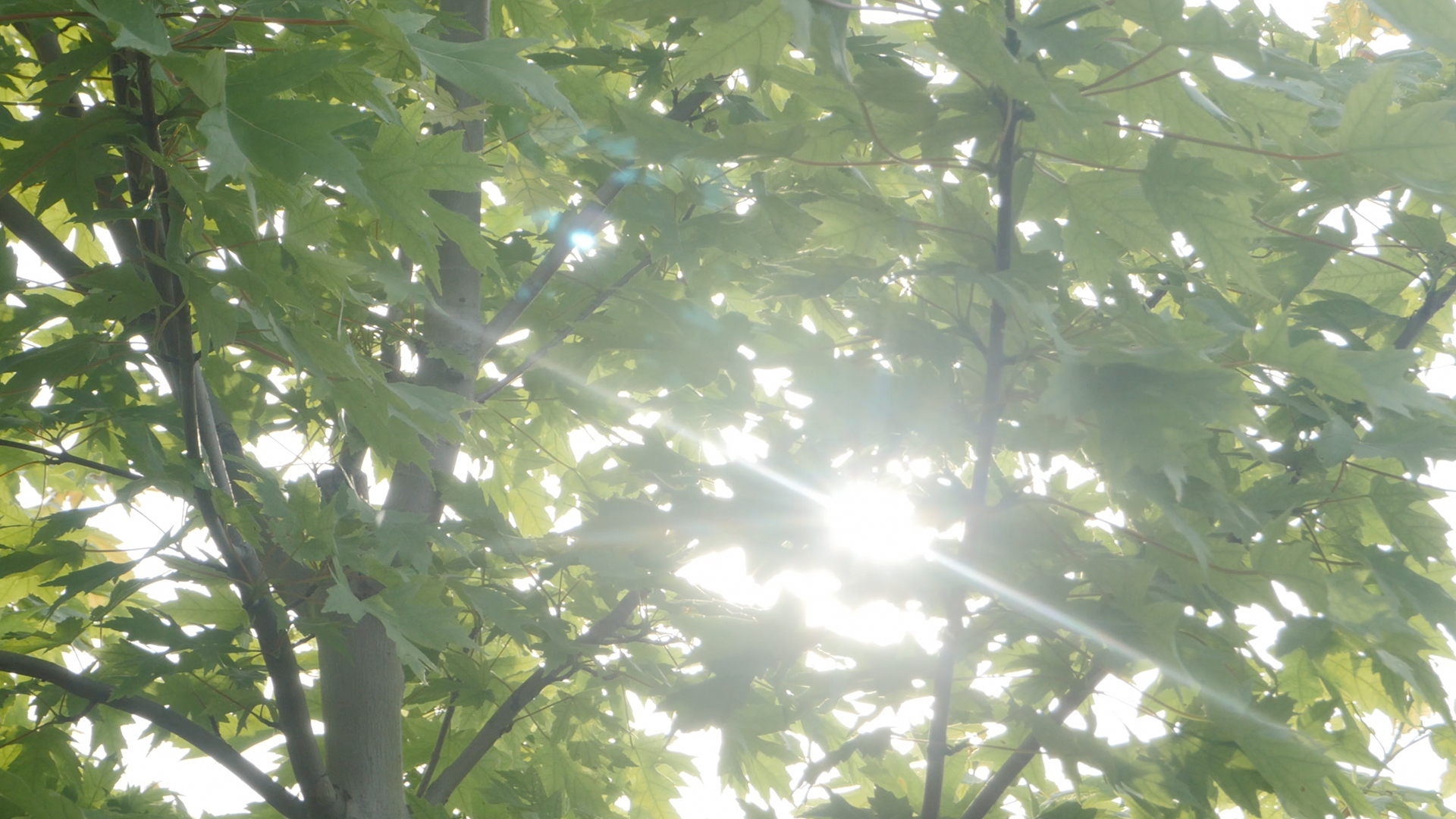 4k实拍唯美树林树叶阳光照射视频视频的预览图