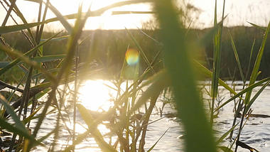 1080p实拍夕阳小溪流水梦幻视频素材视频的预览图