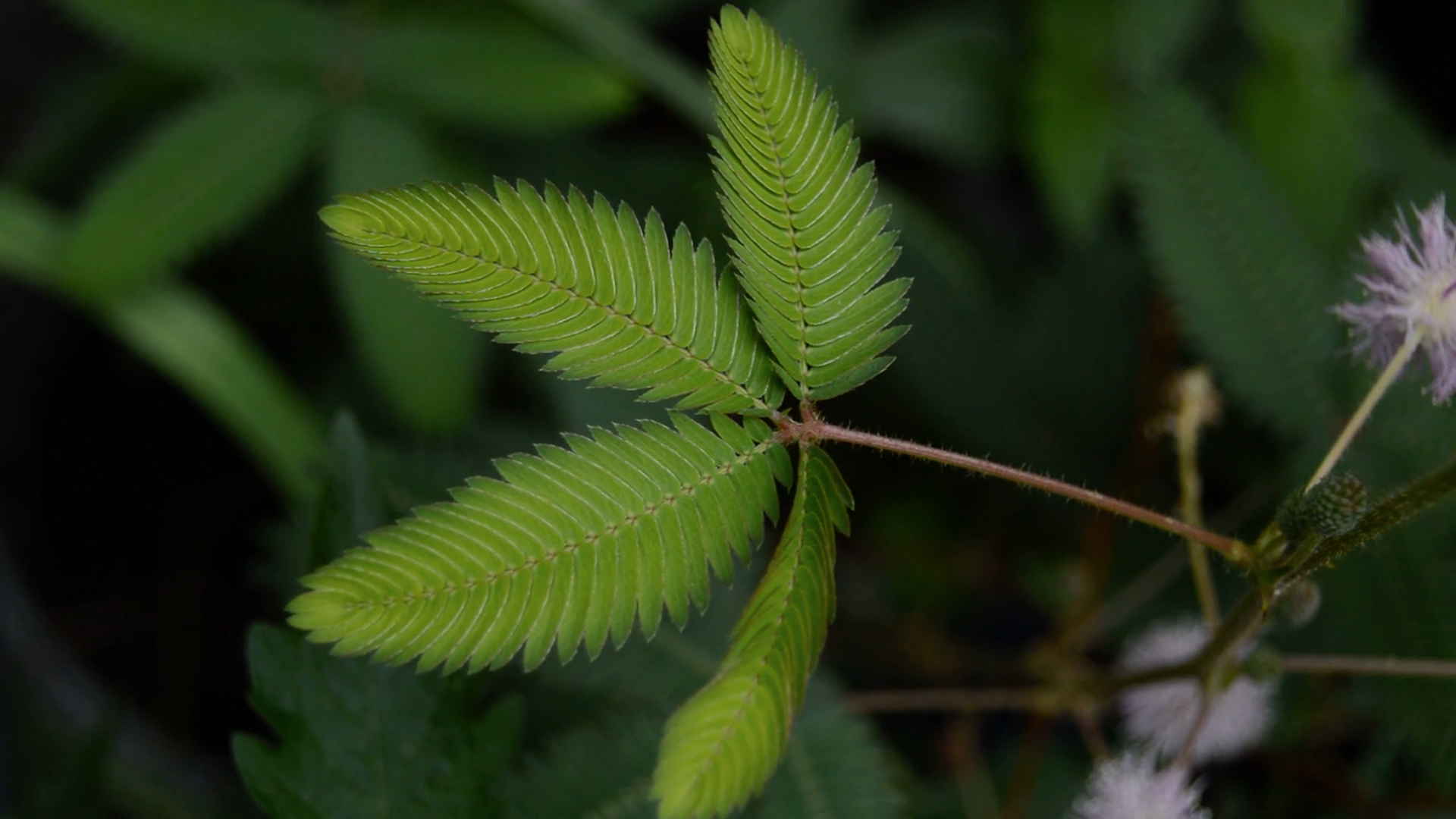1080p害羞的绿色植物高清实拍视频素材视频的预览图