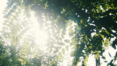4k实拍唯美树林阳光照射景色视频视频的预览图