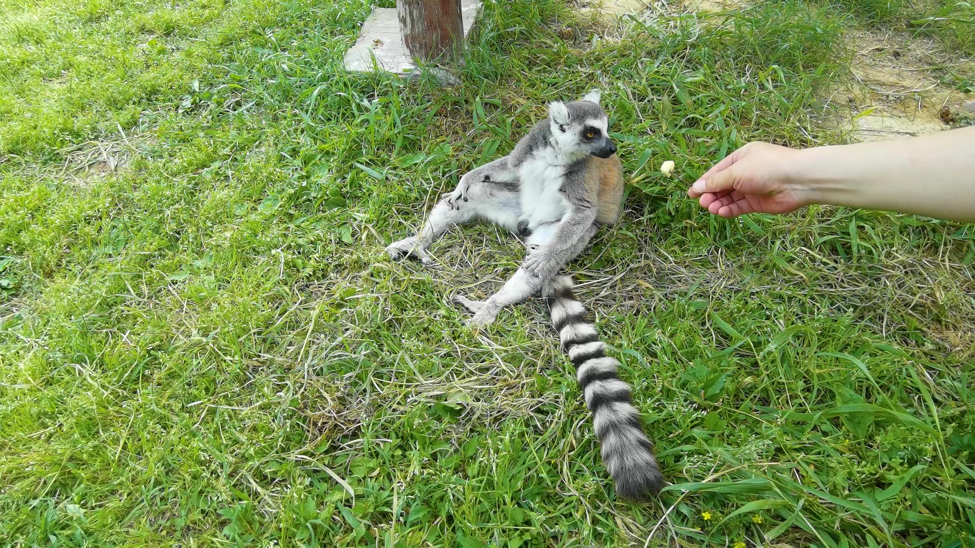 4K高帧率动物园游客喂食珍稀动物视频的预览图