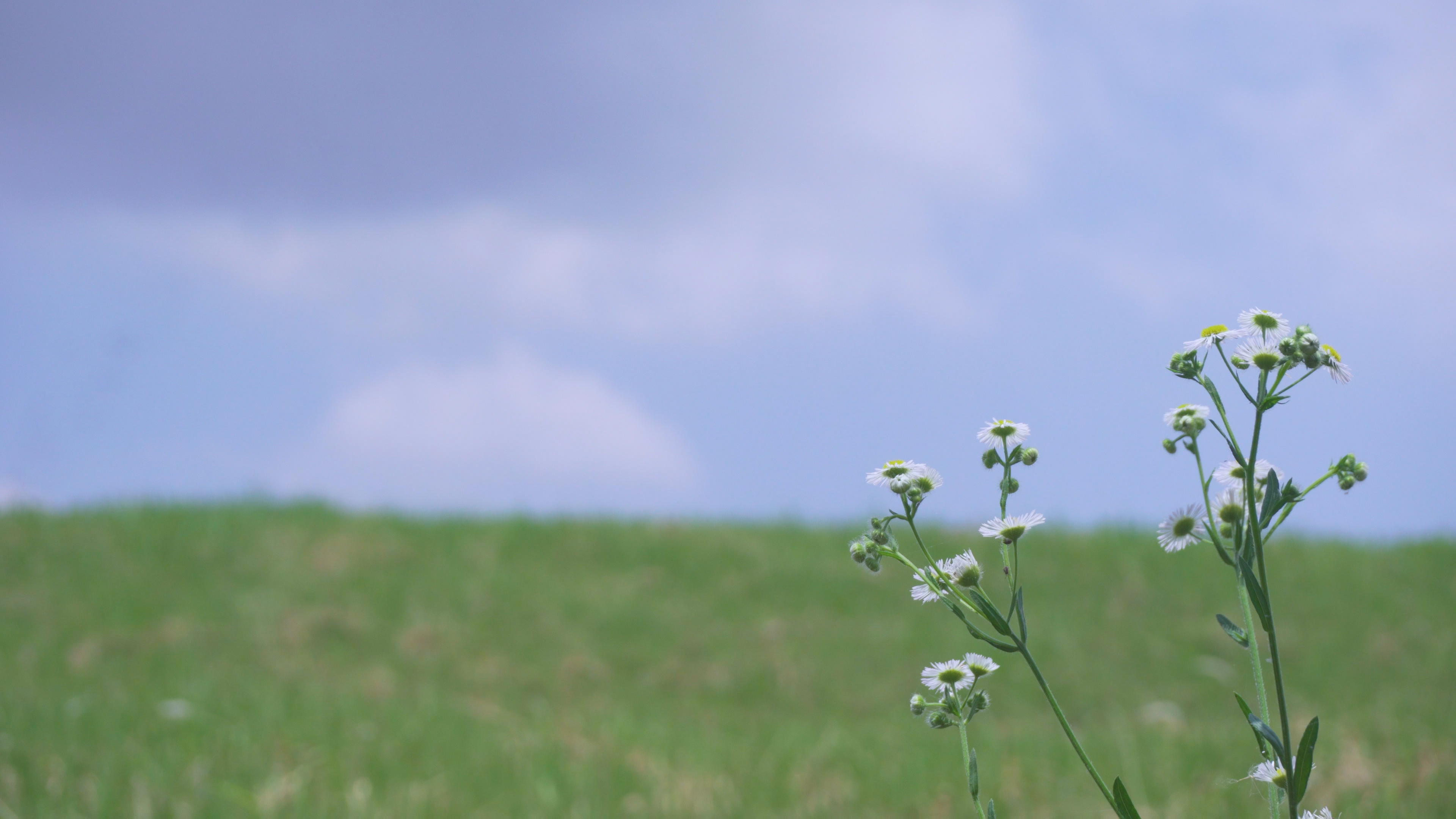 1080P升格小雏菊夏天风景空镜视频的预览图